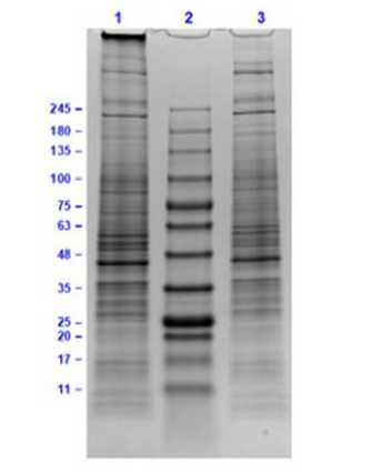 SDS-PAGE Results of U-138 MG Whole Cell Lysate.<br />Lane 1: U-138 MG Whole Cell Lysate (10 μg) Reduced.<br />Lane 2: Opal Prestained Molecular Weight Marker.<br />Lane 3: U-138 MG Whole Cell Lysate (10 μg) Non-Reduced.<br />Results show wide range of molecular weight bands and no sign of degradation.